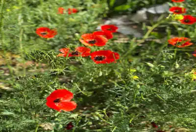 فروش زمین ۱۸۶۰ متری چهاردیواری با جواز ساخت خانقاه نوبران