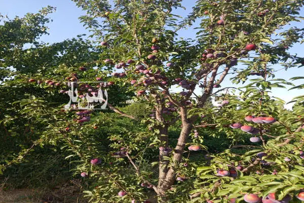 فروش باغ ۷۰۰۰ متری جاده سلماس - تصویر 4