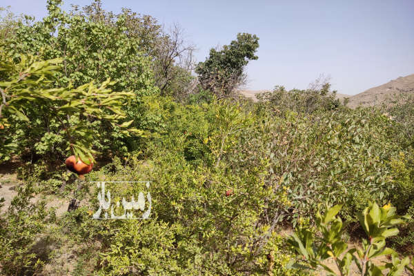 فروش زمین کشاورزی قابل ساخت روستای دره کاشان ۲۵۰۰ متر-1