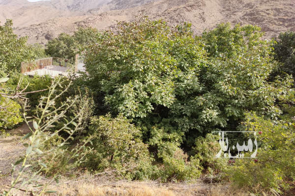 فروش زمین کشاورزی قابل ساخت روستای دره کاشان ۲۵۰۰ متر-2