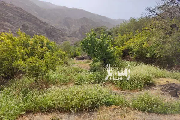 فروش زمین کشاورزی قابل ساخت روستای دره کاشان ۲۵۰۰ متر - تصویر 3