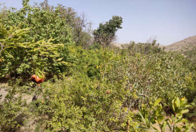 فروش زمین کشاورزی قابل ساخت روستای دره کاشان ۲۵۰۰ متر