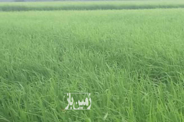 فروش زمین در تالش روستای خطبه سرا ۲۰۰ متر-1