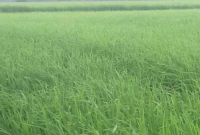 فروش زمین در تالش روستای خطبه سرا ۲۰۰ متر