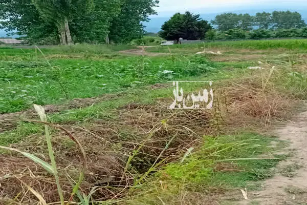 فروش باغ ۲۰۰۰ متری مرکبات امل ولیسده جاده معدن - تصویر 2