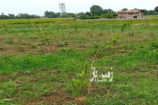 فروش باغ ۲۰۰۰ متری مرکبات امل ولیسده جاده معدن-3