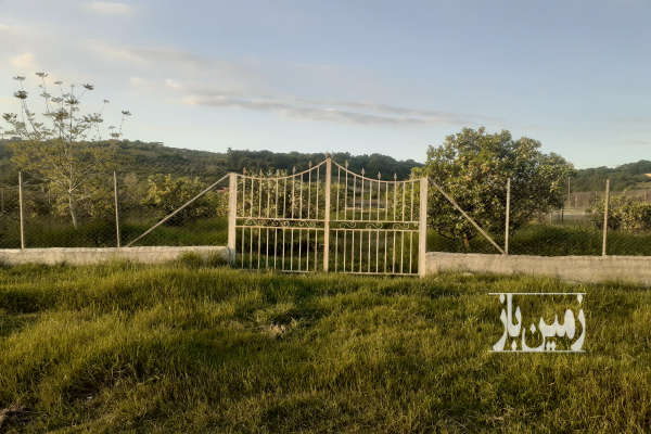 فروش زمین ۱۰۰۰ متری در روستا کوتنا قائمشهر موقعیت عالی و امن-4