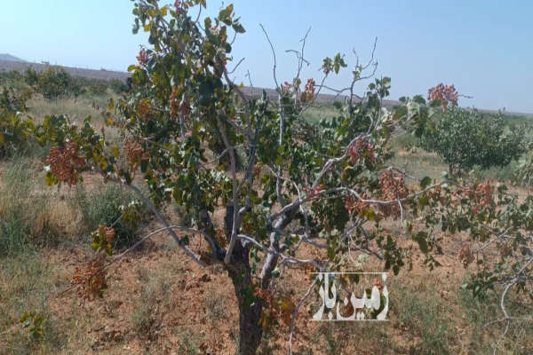 فروش زمین پسته هرات ۶هزار متری با ۱۶ساعت آب شیرین-3