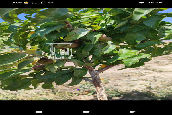 فروش باغ ۱۰۰۰ متری در اسپیران روستای اولی کندی-4