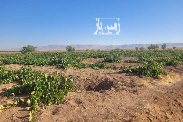 فروش زمین کشاورزی باغ انگور شهرستان ابهر ۱۱۰۰۰ متر-4