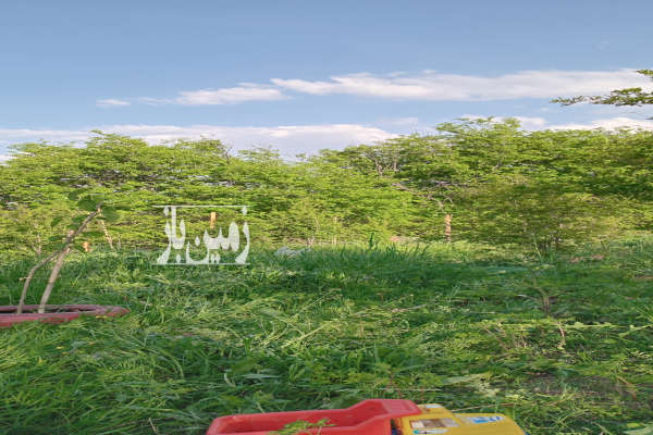 فروش باغچه ۳۰۰ متری روستای نصرآباد به سمت جنگل-2