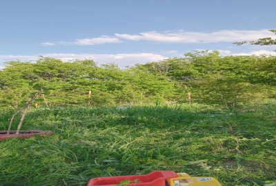 فروش باغچه ۳۰۰ متری روستای نصرآباد به سمت جنگل