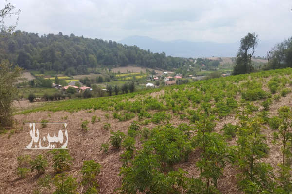 فروش زمین در دودانگه روستای فریم با منظره ای بی نظیر ۶۷۰ متر-1