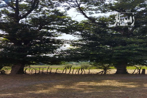 فروش زمین در دودانگه روستای فریم با منظره ای بی نظیر ۶۷۰ متر-2