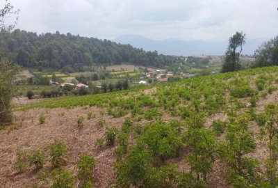 فروش زمین در دودانگه روستای فریم با منظره ای بی نظیر ۶۷۰ متر