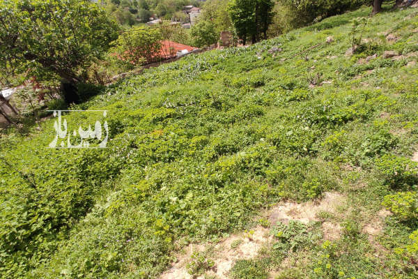 فروش زمین مسکونی ۵۹۱ متر واقع در رستم آباد محله ییلاقی شمام-1