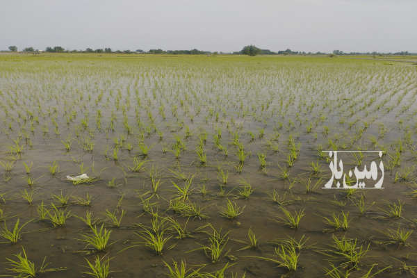 فروش زمین کشاورزی یک هکتار دابودشت روستای موزیکتی-1