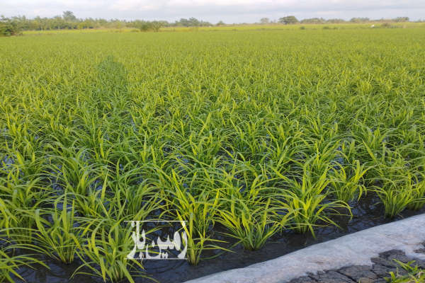 فروش زمین کشاورزی یک هکتار دابودشت روستای موزیکتی-2