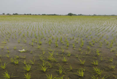 فروش زمین کشاورزی یک هکتار دابودشت روستای موزیکتی