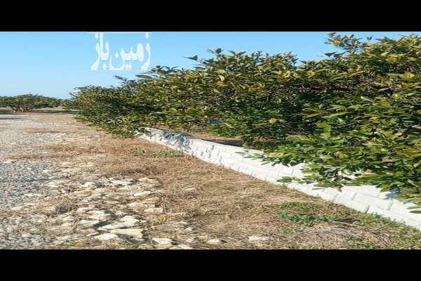 فروش باغ مرکبات امامزاده محمود لاریم داخل روستا ۲۰۰ متر-3