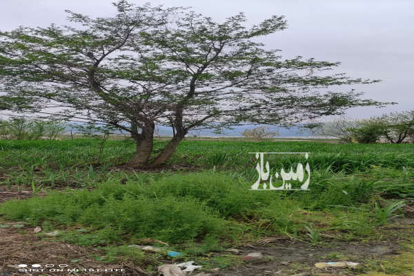 فروش زمین مسکونی ۱۱۳۰متر در شهر زیبای آستارا-2