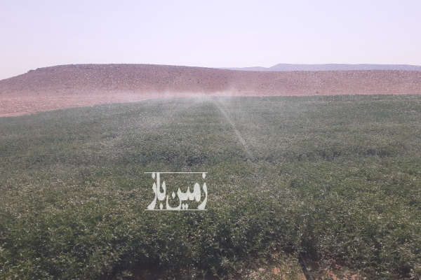 فروش زمین کشاورزی فسا روستای احمد اباد ۸۰۰۰۰۰ متر-2