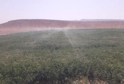 فروش زمین کشاورزی فسا روستای احمد اباد ۸۰۰۰۰۰ متر