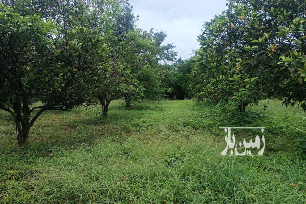فروش زمین باغ ۱۱۵۰ متری واقع در پس کلایه-1