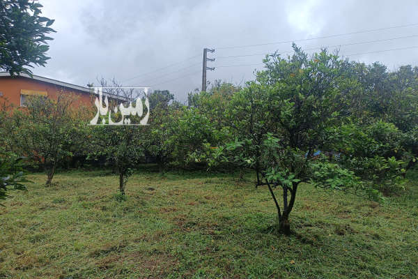 فروش زمین باغ ۱۱۵۰ متری واقع در پس کلایه-3