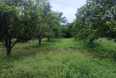 فروش زمین باغ ۱۱۵۰ متری واقع در پس کلایه