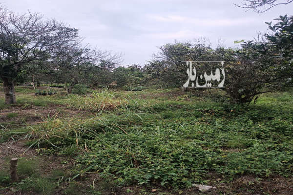 فروش زمین باغ ۳۰۰ متری واقع در روستای شیرج خیل تنکابن-1