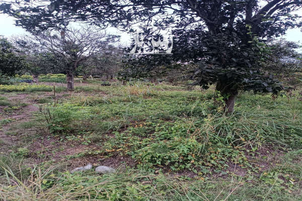 فروش زمین باغ ۳۰۰ متری واقع در روستای شیرج خیل تنکابن-2