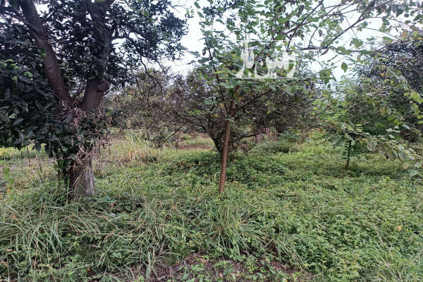 فروش زمین باغ ۳۰۰ متری واقع در روستای شیرج خیل تنکابن-3