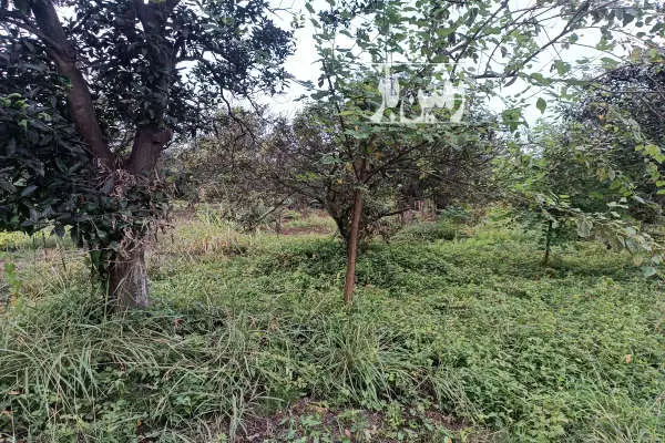 فروش زمین باغ ۳۰۰ متری واقع در روستای شیرج خیل تنکابن - تصویر 3