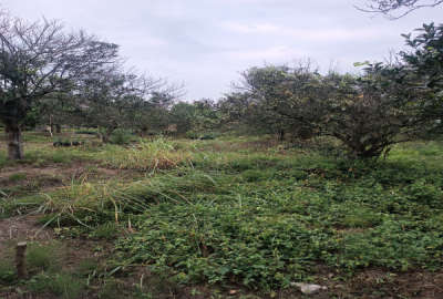 فروش زمین باغ ۳۰۰ متری واقع در روستای شیرج خیل تنکابن