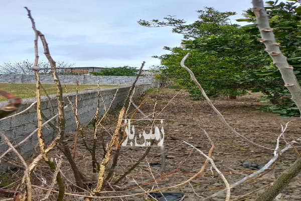 فروش زمین در روستای افراکتی قائمشهر ۲۲۱۸ متر-4