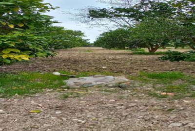 فروش زمین در روستای افراکتی قائمشهر ۲۲۱۸ متر