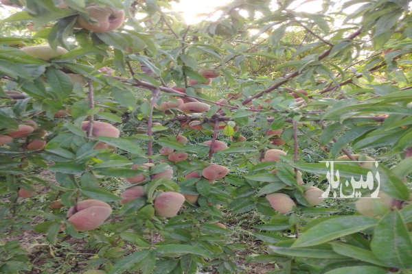 فروش زمین باغ ۱۱۵۰ متری انتهای روستای حاجی اباد-4