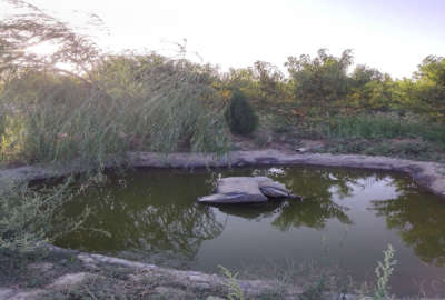 فروش زمین باغ ۱۱۵۰ متری انتهای روستای حاجی اباد