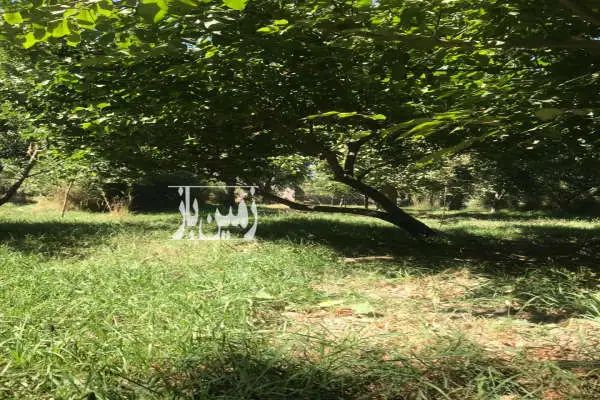 فروش زمین باغی ۶۰۰ متر داخل شهرک سند ۶ دانگ - تصویر 2