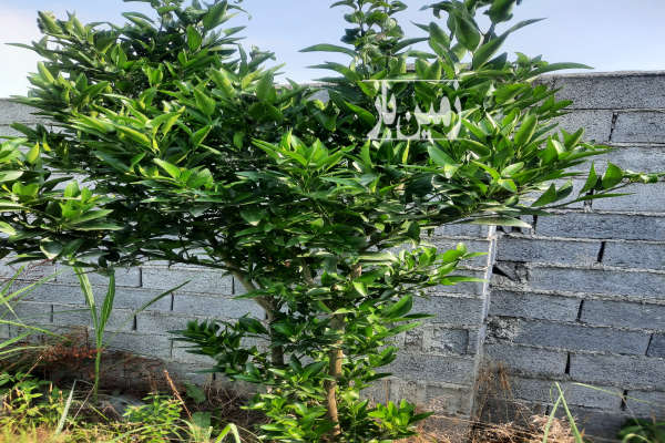 فروش باغ روستای ترک کلا اول امل ۵۶۰ متری دونبش-3