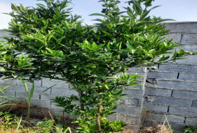 فروش باغ روستای ترک کلا اول امل ۵۶۰ متری دونبش