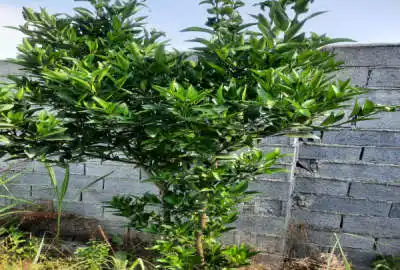 فروش باغ روستای ترک کلا اول امل ۵۶۰ متری دونبش