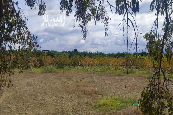 فروش زمین باغ در ساری گهرباران قابل معاوضه ماشین و آپارتمان-1