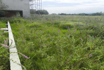 فروش زمین شهرکی در نوده رویان ویو جنگل ۵۲۰ متر