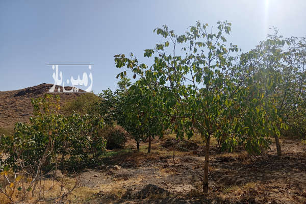 فروش باغ در روستای نویس توابع قم ۲۰۰ متر-1