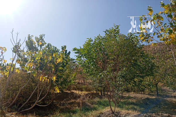 فروش باغ در روستای نویس توابع قم ۲۰۰ متر-2