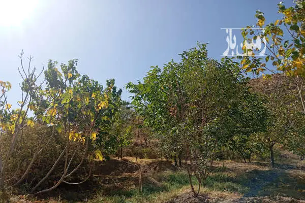فروش باغ در روستای نویس توابع قم ۲۰۰ متر - تصویر 2