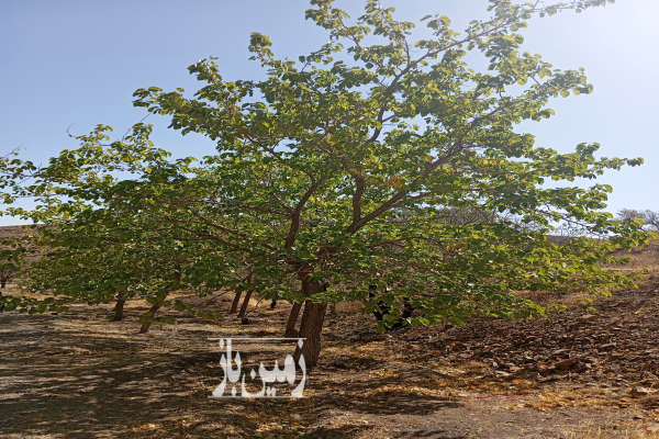 فروش باغ در روستای نویس توابع قم ۲۰۰ متر-3