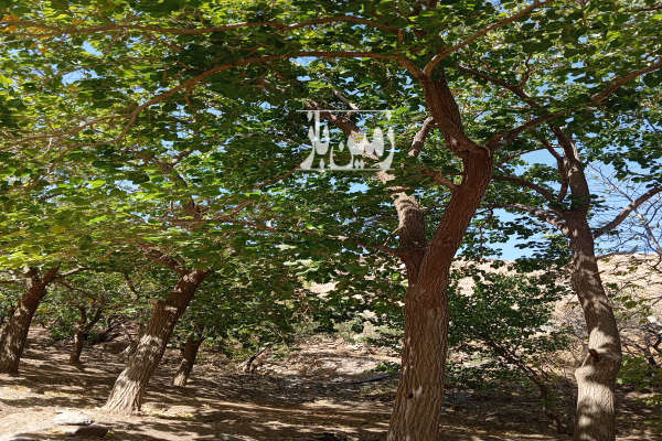 فروش باغ در روستای نویس توابع قم ۲۰۰ متر-4